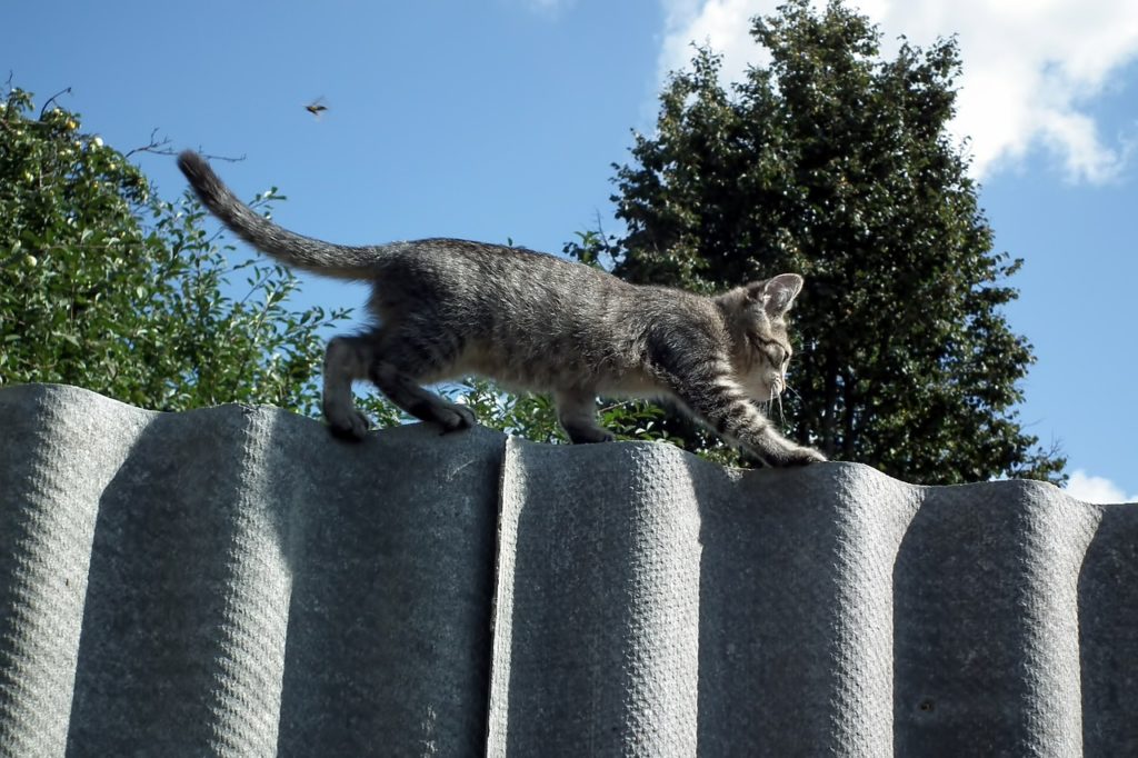 un chaton qui se promène en équilibre sur le haut d'une clôture