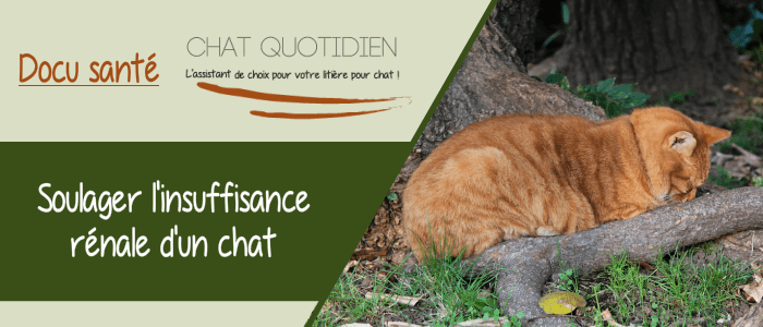 soulager chat insuffisance rénale