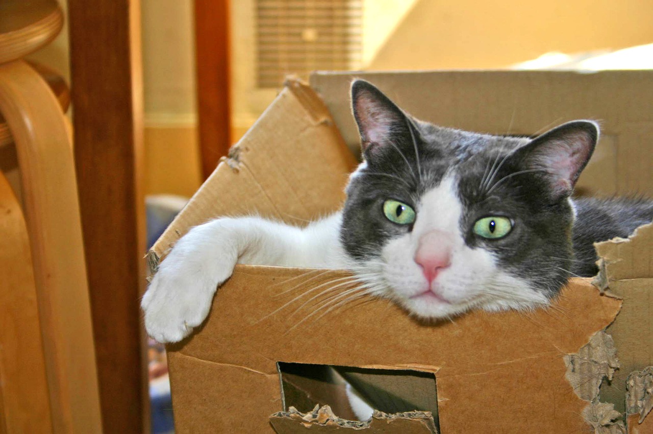 Chat qui aime le carton