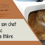 Familiariser son chat à sa nouvelle litière : Guide conseil