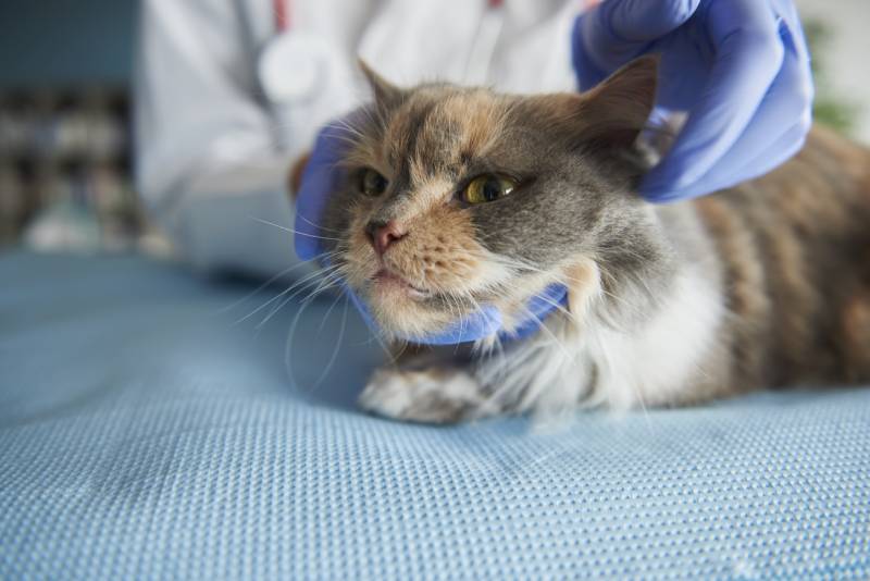 chat malade chez le vétérinaire apres vomissements répétés