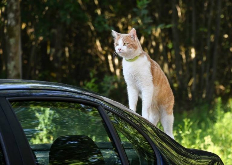 calmant chat voyage voiture