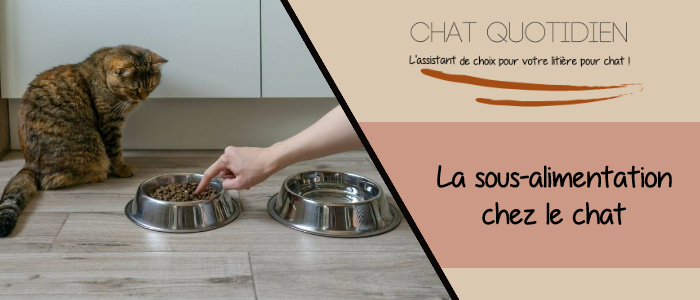 mauvaise alimentation chat