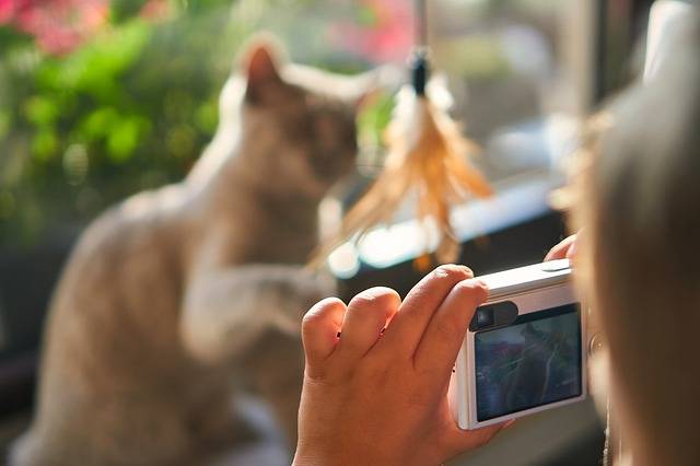comment filmer son chat ?
