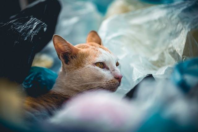 utilisation sac litière chat