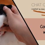 Comment interpréter le miaulement d'un chat ? Explications et conseils