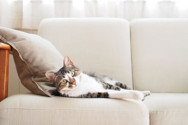 chat étendu sur le canapé qui pourrait griffer le tissu