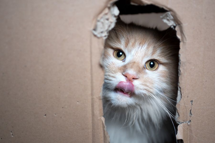 le chat qui s'amuse simplement avec un carton d'emballage