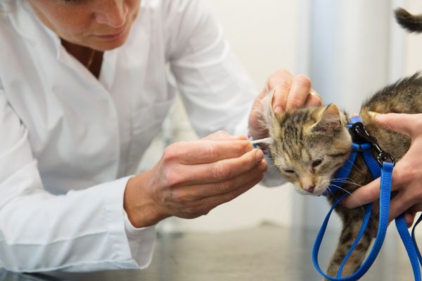 le nettoyage de oreilles du chat par un vétérinaire