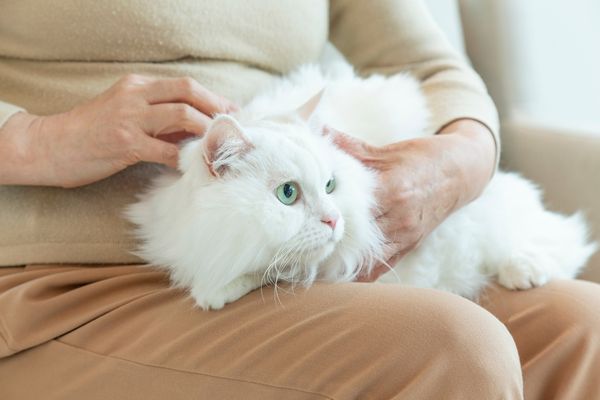 pensez à bien positionner votre chat avant de nettoyer ses oreilles