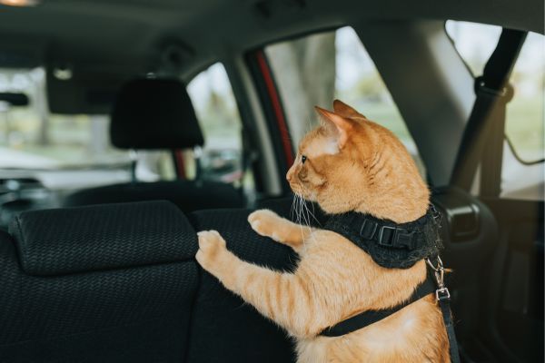 Un chat roux avec un harnais dans une voiture
