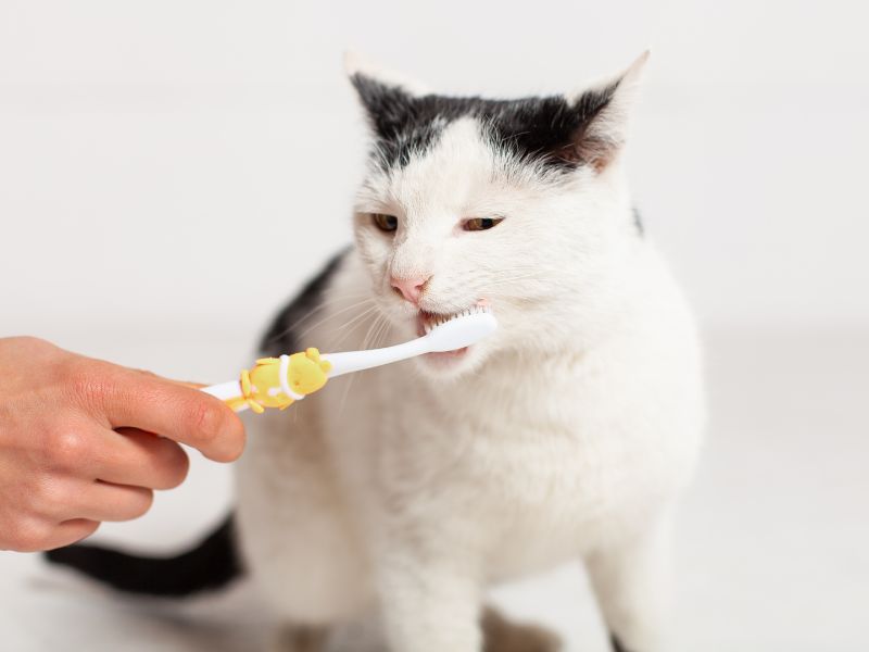 Brosser les dents d'un chat