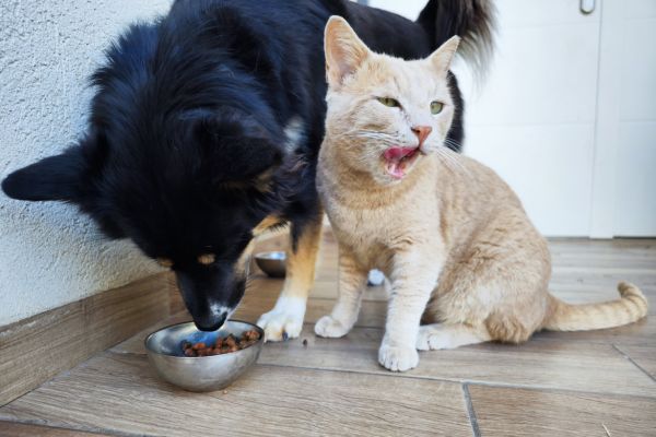 les chiens et les chats ne doivent pas manger les mêmes aliments !