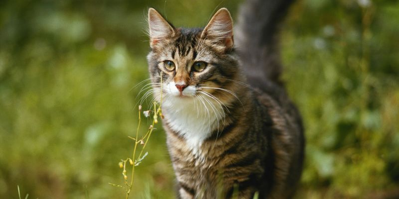 Prendre soin de l'avenir de nos chats en  faisant le choix de l'écologie même pour sa litière