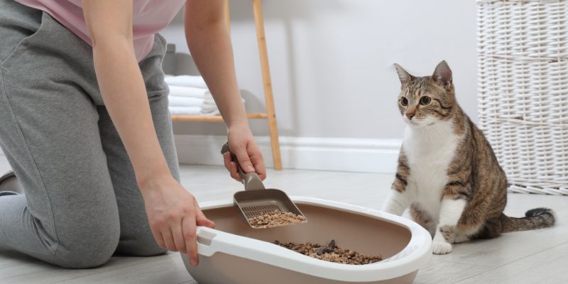 Le nettoyage quotidien de la litière du chat