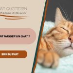 5 astuces de massages pour les chats