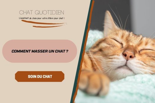 5 astuces de massages pour les chats