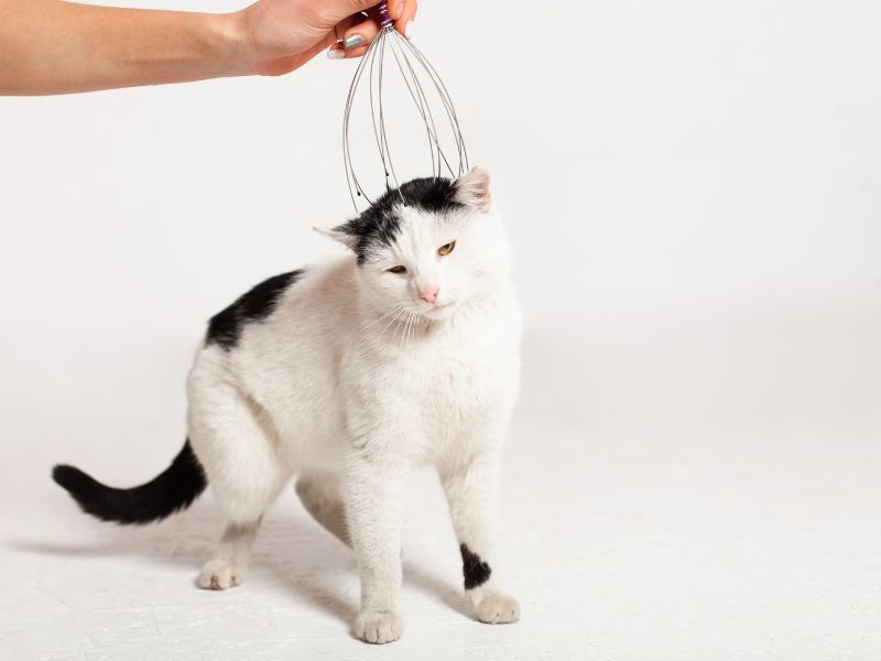 Comment détendre un chat par le massage ?