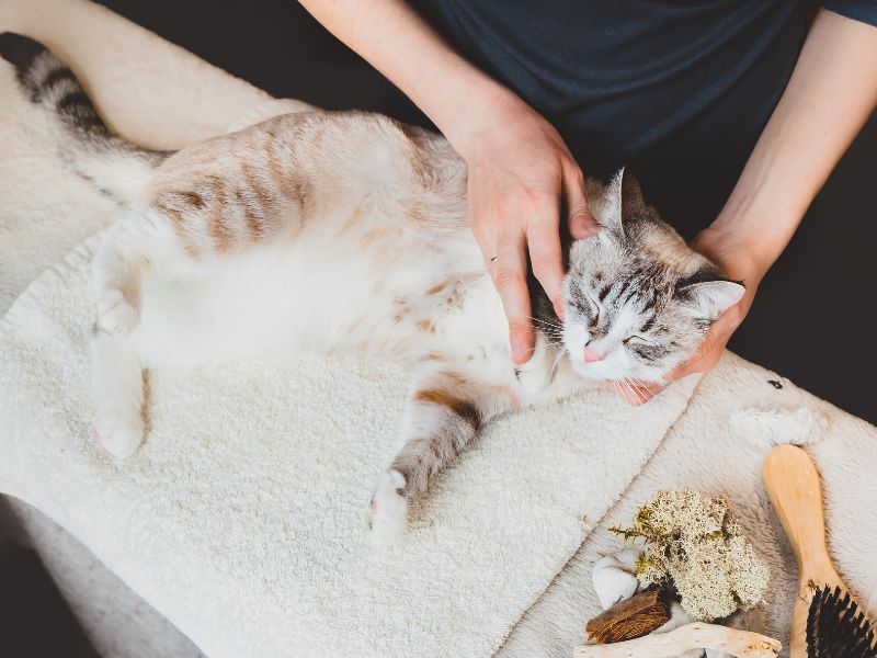Comment faire un massage corporel à son chat ? 5 méthodes