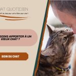 Notre dossier-conseils sur les soins utiles pour un chat âgé