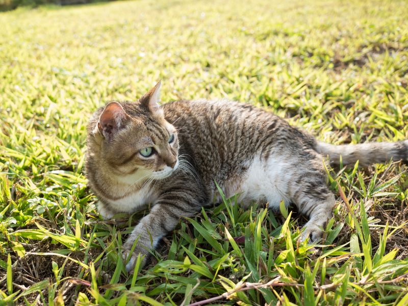 Une femelle chat en activité dans le jardin