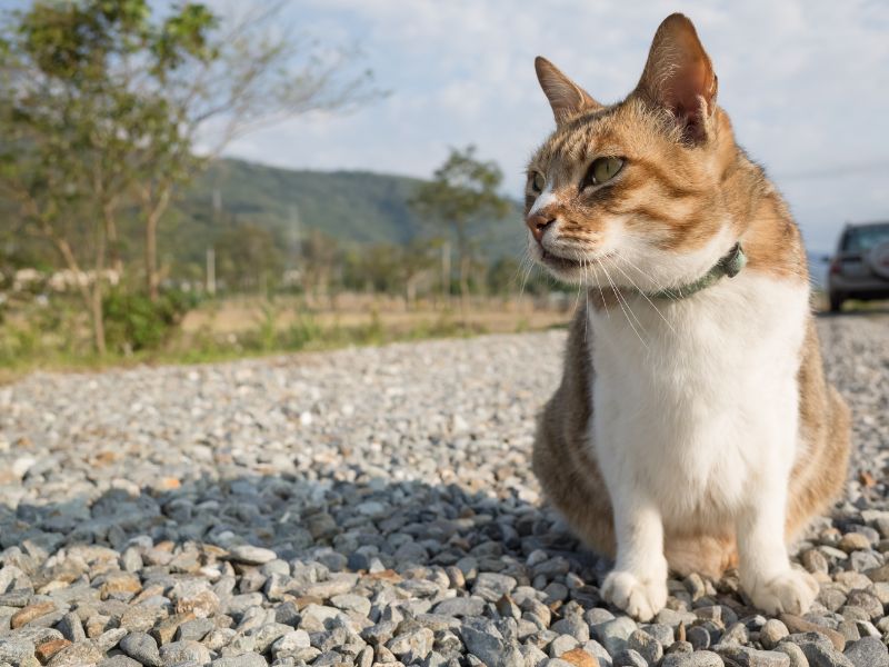Un vieux chat en surpoids : surveiller l'alimentation d'un chat agé